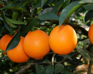 橙子